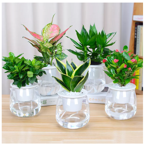 UTI19-กระถางต้นไม้ทรงอ้วน? กระถางต้นไม้ไซส์มินิ ราคาต่อ 1 ชิ้น