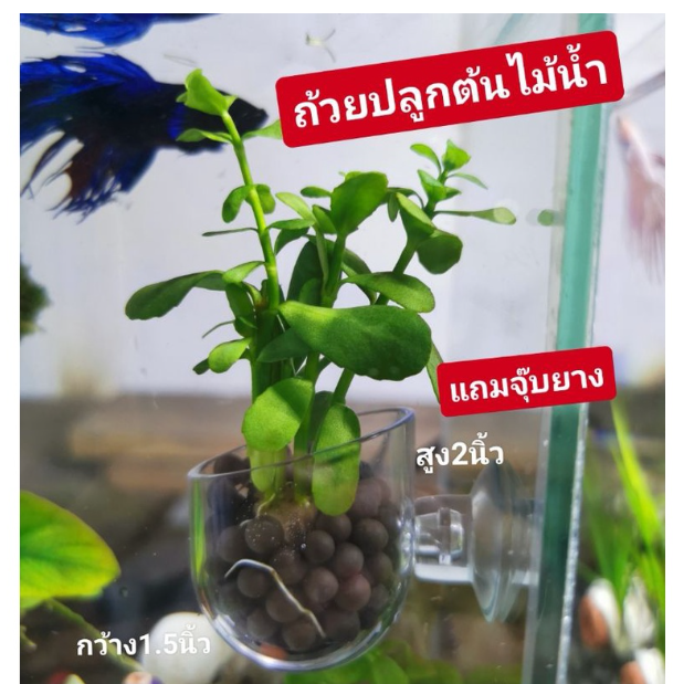 PSU242-ถ้วยพลาสติก​ปลูกต้นไม้​น้ำ​ ขนาดสำหรับปลูกแบบเล็กๆ