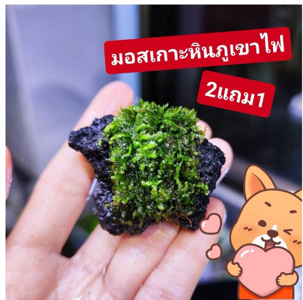 PSU219-มอสน้ำ​แต่งตู้ปลา (ซื้อ2แถม1)​ ?ไซต์s​ ของแถมร้านเลือกให้